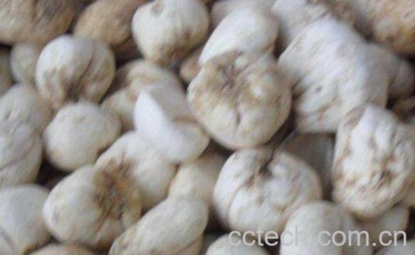 伊贝母的功效与作用 伊贝母的药用价值-1