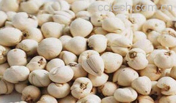 伊贝母和川贝母的区别 贝母的功效与作用-1