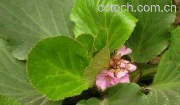 岩白菜的功效与作用 岩白菜的副作用-0