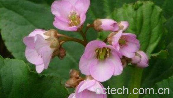 岩白菜的功效与作用 岩白菜的副作用-1