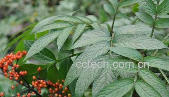 八棱麻的功效与作用-1