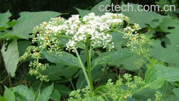 八棱麻的功效与作用-0