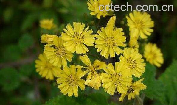 黄鹌菜的功效与作用 黄鹌菜的副作用-0