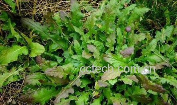 黄鹌菜的功效与作用 黄鹌菜的副作用-1