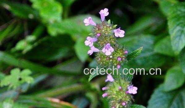 风轮菜的功效与作用 风轮菜有毒副作用吗-0