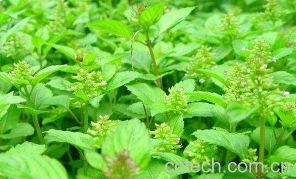 风轮菜的功效与作用 风轮菜有毒副作用吗-1