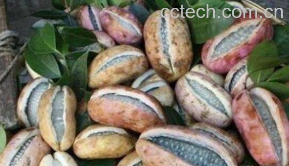 预知子的功效与作用-0