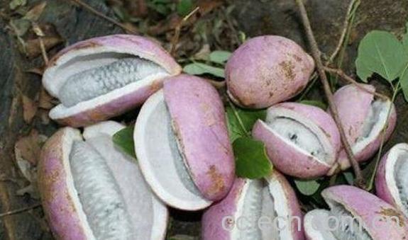 预知子的功效与作用-1