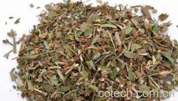 野棉花根的功效与作用 野棉花根的药用价值-1