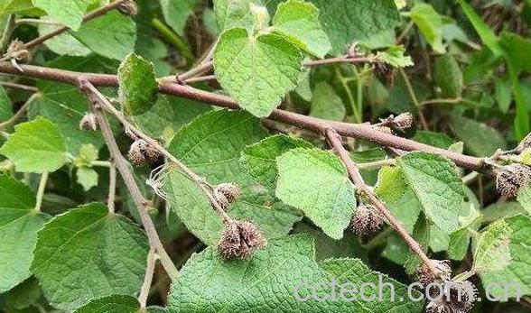 野棉花根的功效与作用 野棉花根的药用价值-0