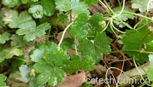 天胡荽的功效与作用 天胡荽的药用价值-0