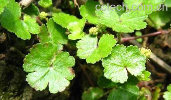 天胡荽的功效与作用 天胡荽的药用价值-1