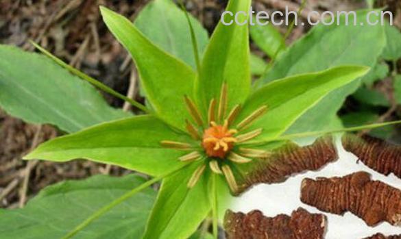 蚤休的功效与作用及药用价值-0