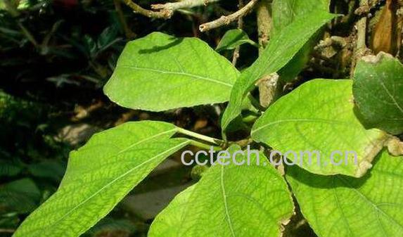 对叶草的功效与作用 对叶草泡水喝的功效-0