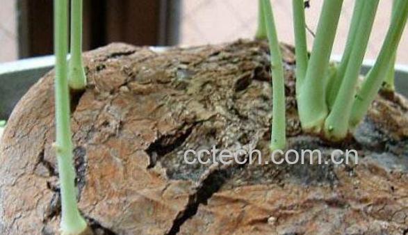 山乌龟的功效与作用 山乌龟的副作用-0