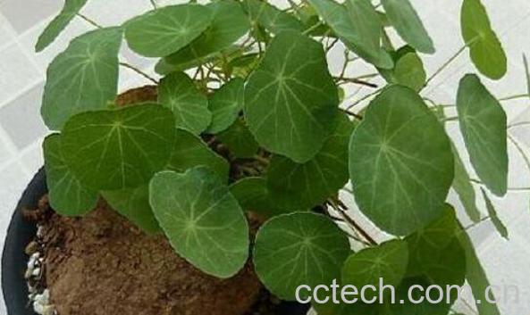 野生山乌龟的药用价值 山乌龟怎么食用方法-1