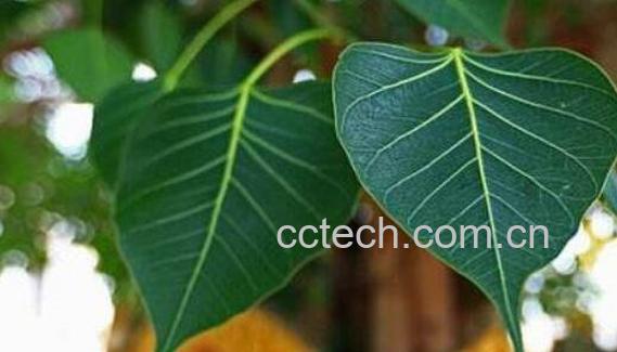 菩提叶的功效与作用 菩提叶的药用价值-0