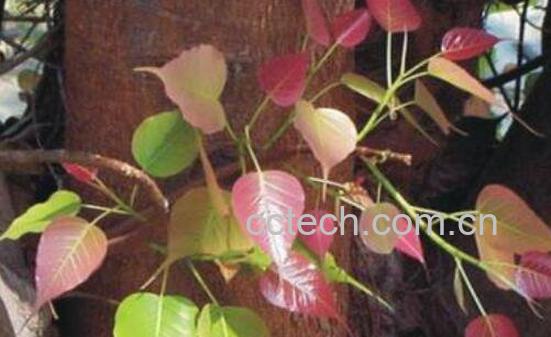 菩提叶的功效与作用 菩提叶的药用价值-1