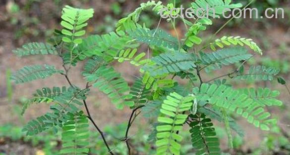 鸡骨草的功效与作用 鸡骨草不能和什么同吃-1