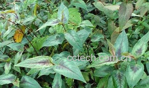 化血丹的功效与作用-0