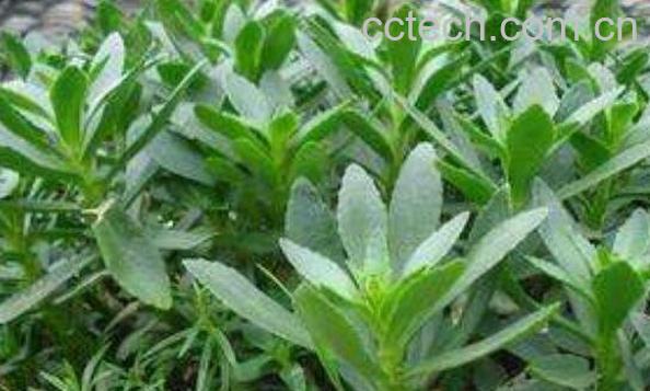 化血丹的功效与作用-1