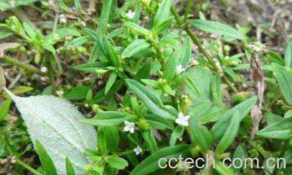 蛇须草的功效与作用-0