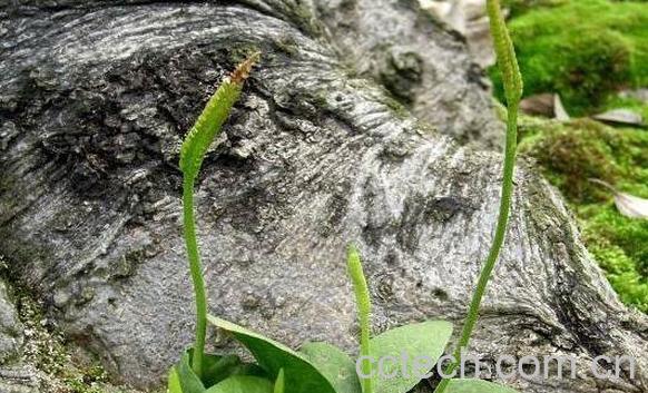 蛇须草的功效与作用-1