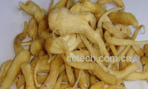 峨参的功效与作用 峨参适宜什么人群吃-0