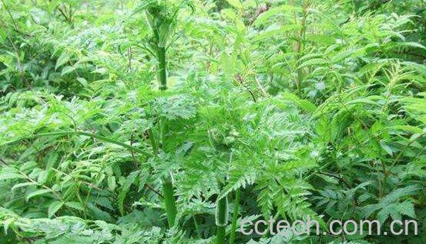 峨参的功效与作用 峨参适宜什么人群吃-1