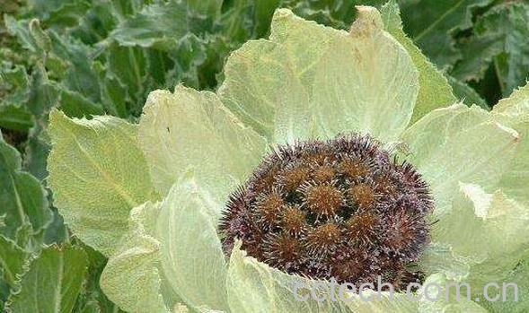 天山雪胆的功效与作用-0