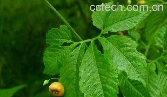 雪胆的功效与作用-1