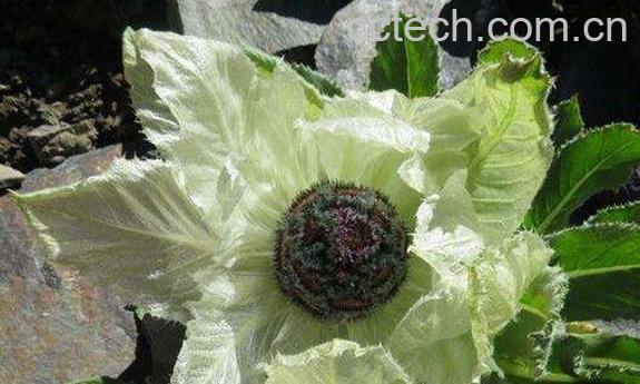 天山雪胆的功效与作用-1