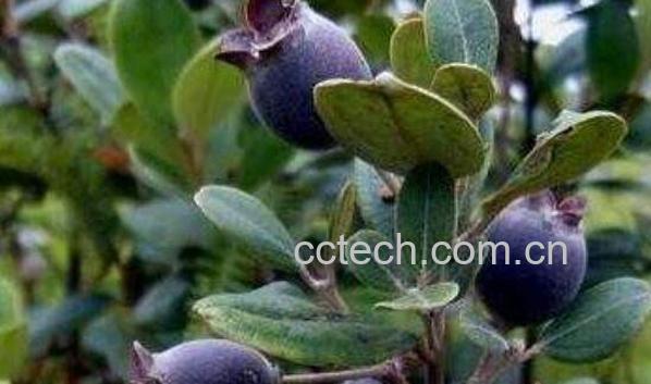 稔酒的作用和功效 稔酒的禁忌-0