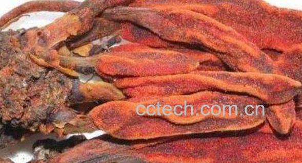 鹿仙草的功效与作用 鹿仙草不能与什么同吃-0