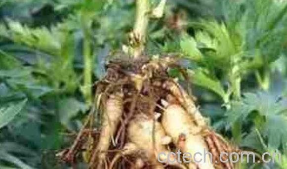 天雄的功效及作用 天雄的药用价值-0