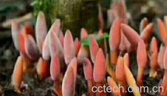 鹿仙草的功效与作用 鹿仙草不能与什么同吃-1