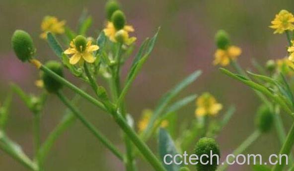 石龙芮的功效与作用 石龙芮能吃吗-0