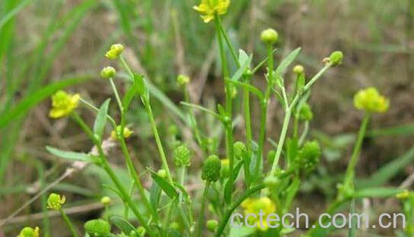 石龙芮的功效与作用 石龙芮能吃吗-1