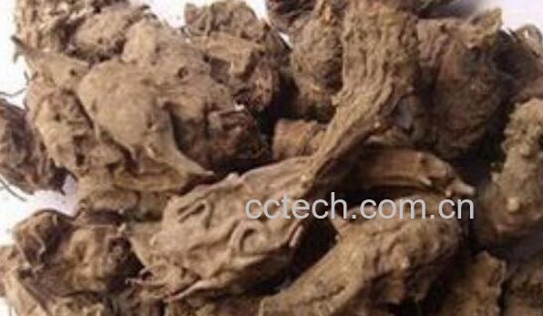 鸡脚草乌的用途与功效-1