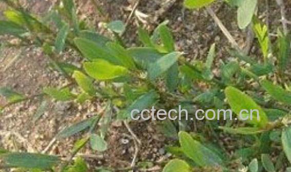 中药q蓄的功效与作用 q蓄的副作用-1