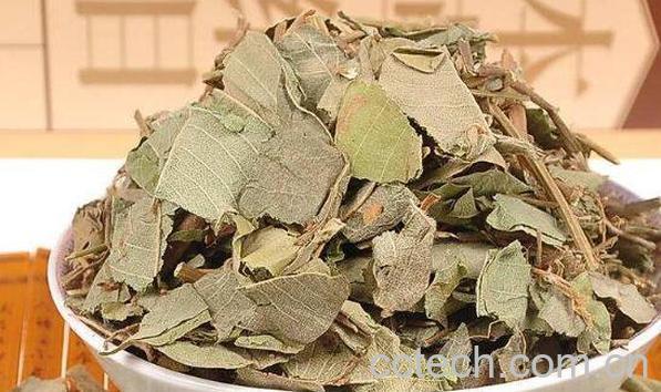 广金钱草的功效与作用 广金钱草的副作用-1