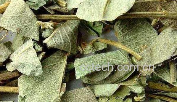 广金钱草的功效与作用 广金钱草的副作用-0