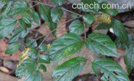 雀梅刺的功效和作用 雀梅刺的药用价值-0