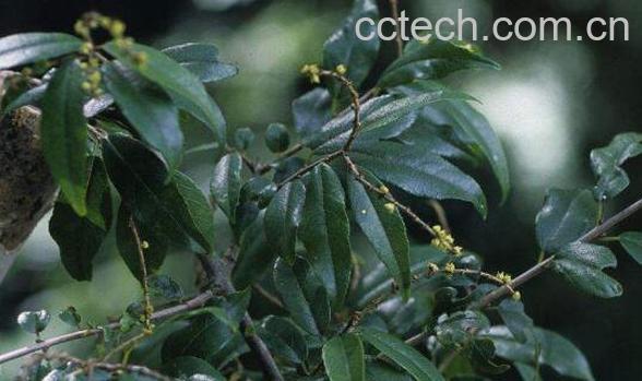 雀梅刺的功效和作用 雀梅刺的药用价值-1