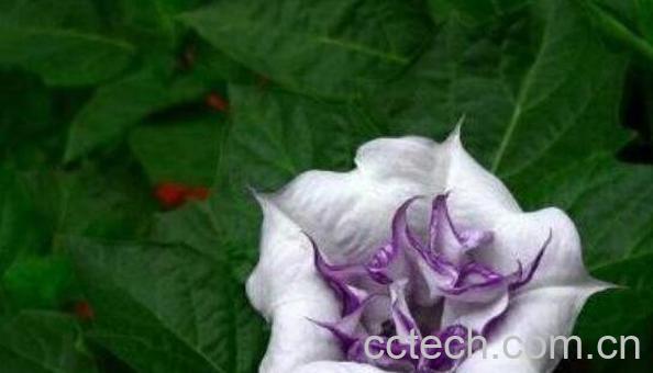 曼特罗的功效与作用-0