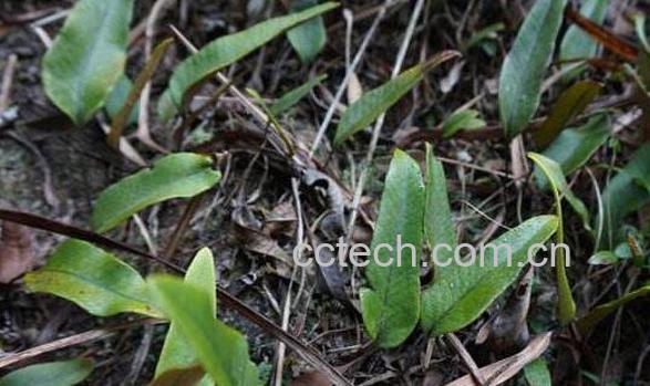 石韦的功效与作用及药用价值-0