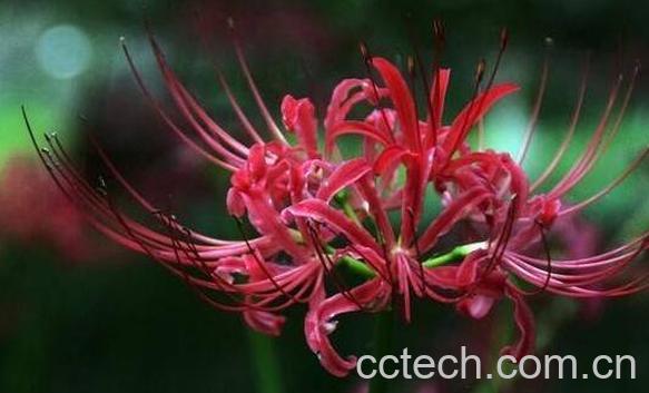 曼特罗的功效与作用-1