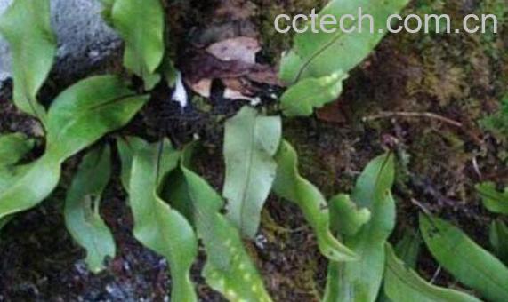 石韦的功效与作用及药用价值-1