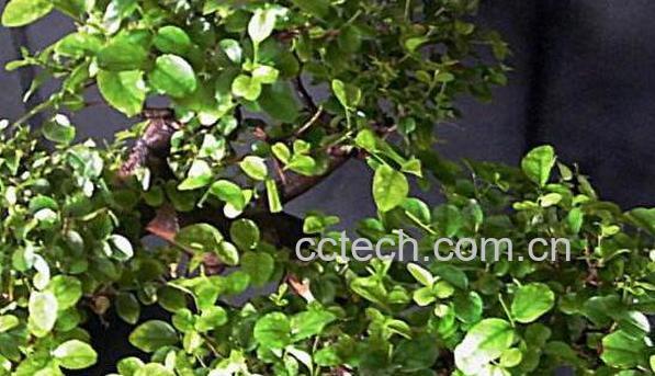 雀梅叶的功效与作用 雀梅叶的副作用-0