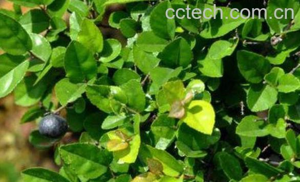 雀梅藤的功效与作用-0